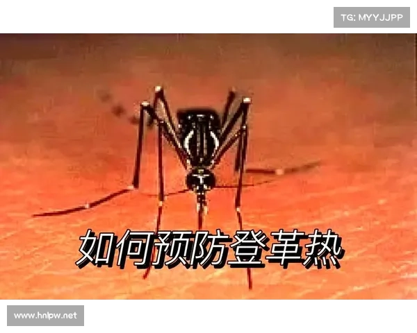 登革热治疗指南:有效控制传染病,保障公众健康 登革热治疗指南:有效控制传染病,保障公众健康